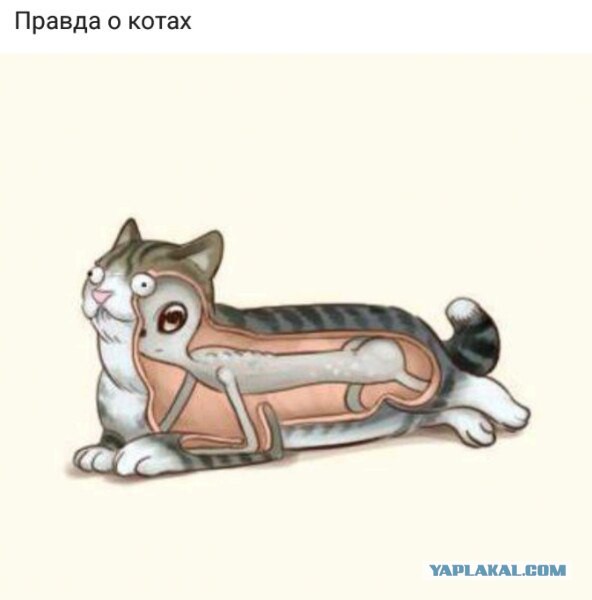 Ученые решили, что осьминоги имеют инопланетное происхождение.