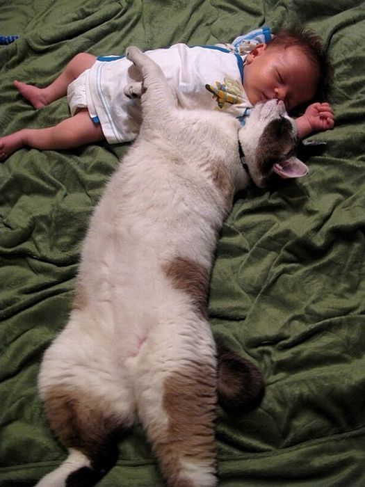 Коты и Кошки