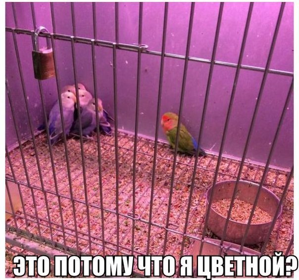 Картинки всякие для поднятия настроения!