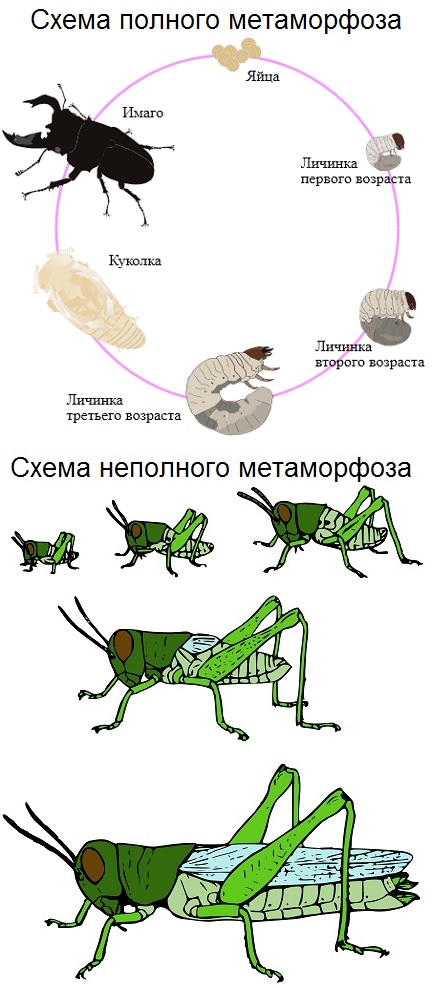 Тараканы нужны планете. У них своя миссия на Земле