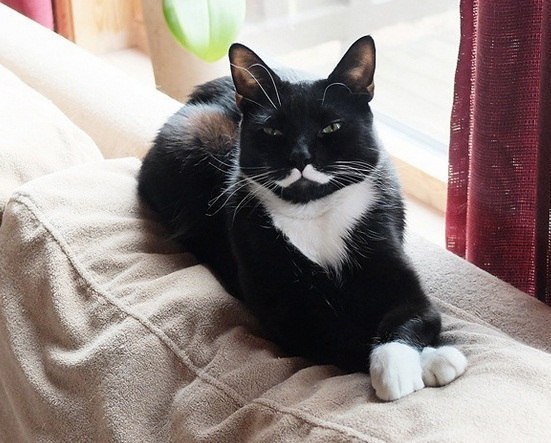 Коты и Кошки