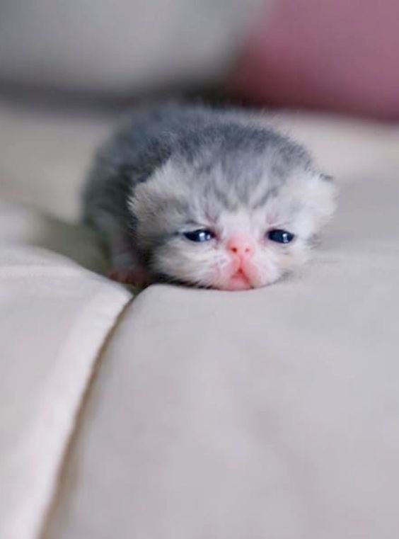 Коты и Кошки