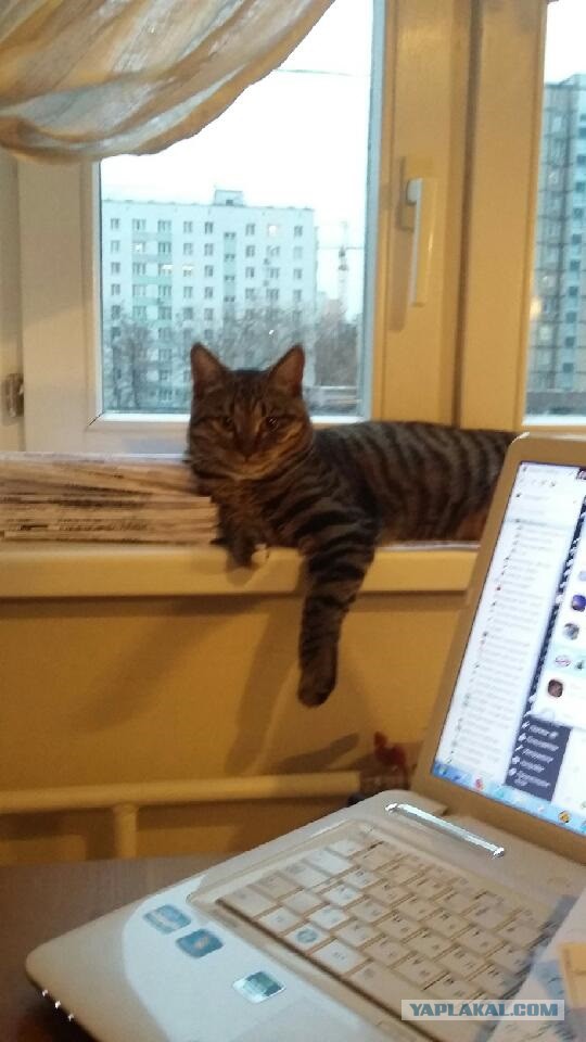 Котовторник 28.11.2017