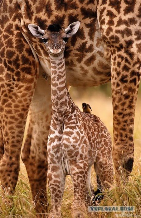 15 малоизвестных фактов о жирафах!
