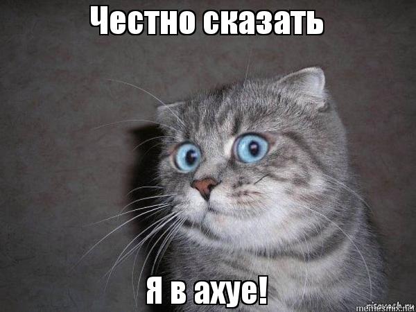 Встреча котэ с невестой. Это нормально?
