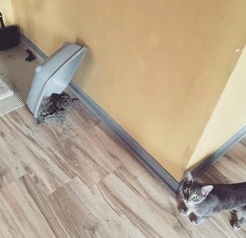 Прикольных котов пост