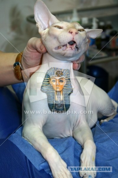 Татуировка для кота (18 фото)