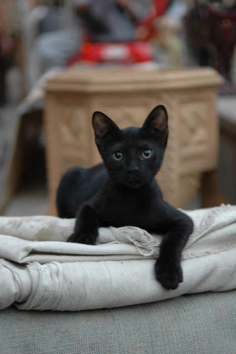 Котовторник в Египте