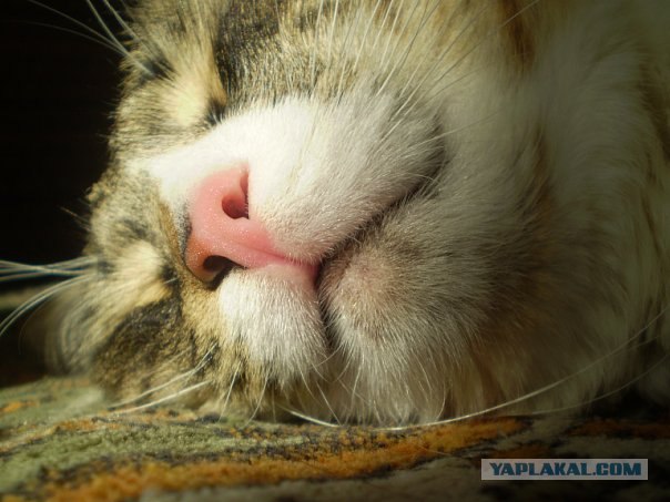 КОТовторник 13.04.2010г.