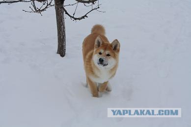 Самые красивые собаки, ТОП-10