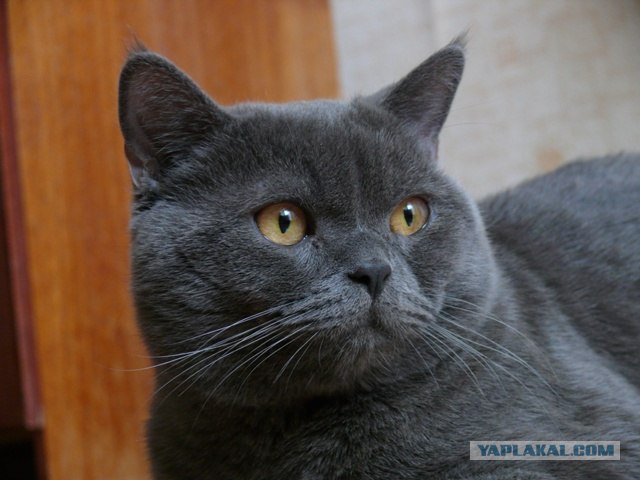 Котовторник - С праздником, котоводы!