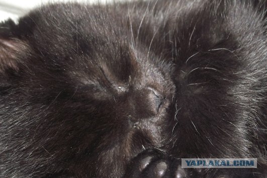 Котовторник, для любителей кошек