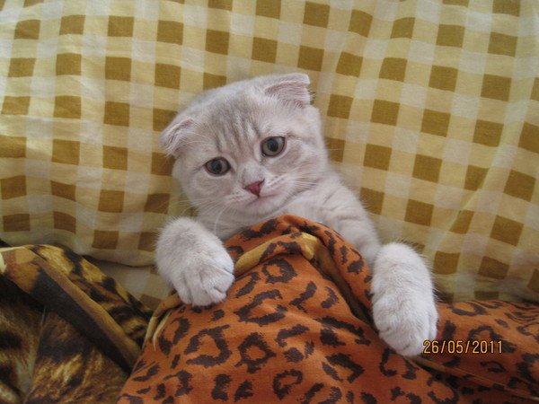 Сонный Котовторник