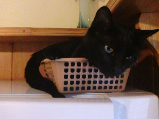 Котовторник 27.12.11