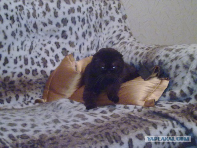 Котовторник (24. 01. 2012 )