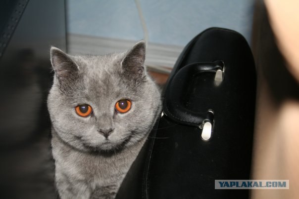 Котовторник 22.05.2012