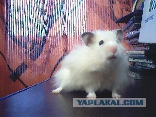 Застукали на месте преступления