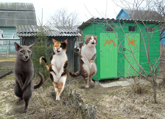 кошки, которым ну очень надо