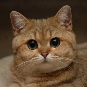 Котик очень тонко намекает