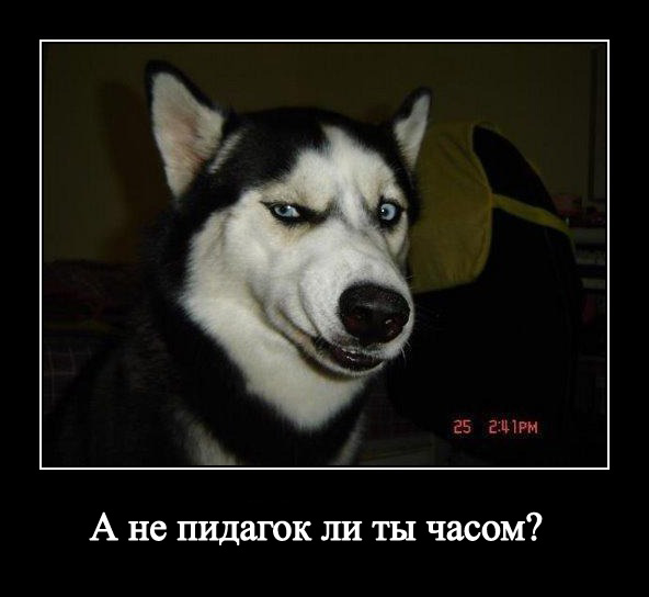 А вы что, пидарог?