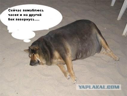 Фотожаба: О чем же думает собака?....