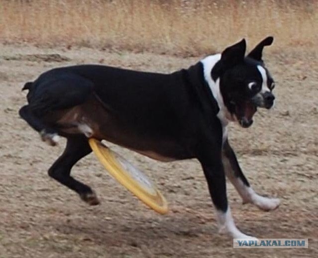 Животные неудачи