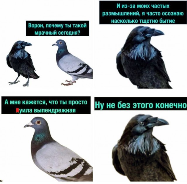 Не шутите с птицами!