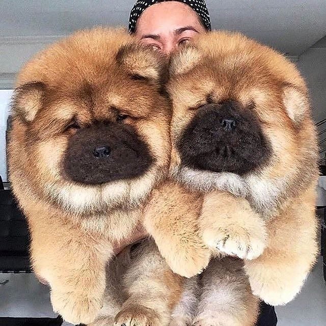 Эти забавные животные