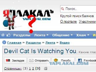Devil Cat Is Watching You, Какие глазищи ^^