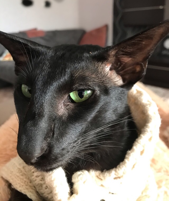 С котовторником!