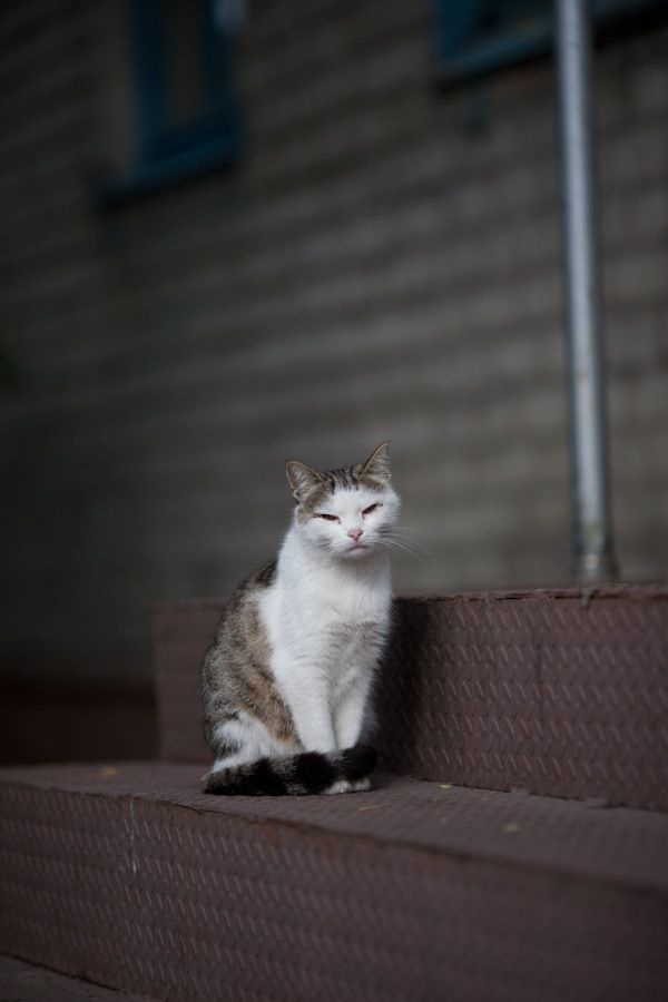 Котовторник 05.10.21 г