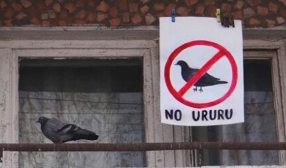 В центре Москвы женщина создала огромную голубятню, постоянно подкармливая птиц