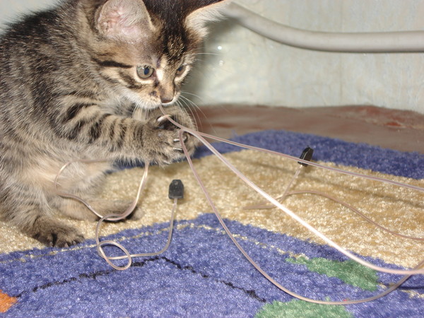 Котовторник  19.03.2013