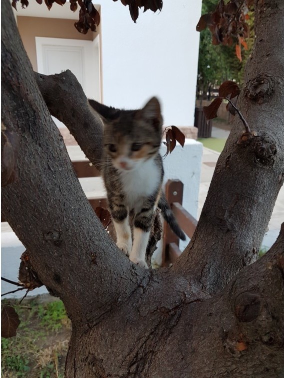 Кошаки. Греческие