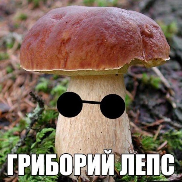 Депутат из Красноярского края отравился мухоморами в Москве.