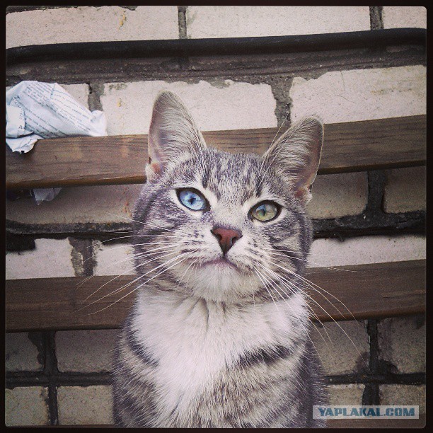 Котовторник 09.04.2013