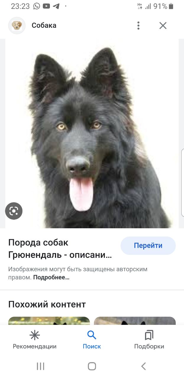 Австралийская овчарка - Аусси