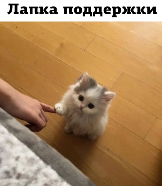 Жизнь домашнего приюта "Котоленд" 419