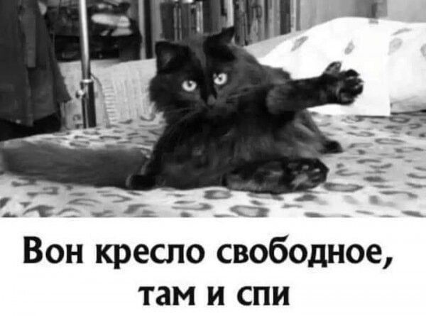 Котейки попытались дать взятку своей кожаной, чтобы попасть к ней в спальню