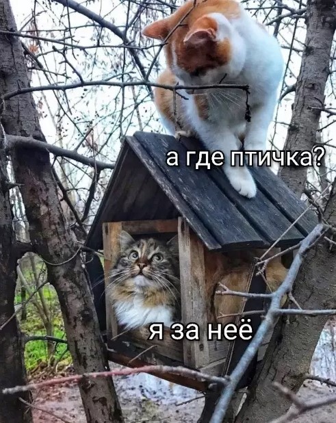 Котямбосы