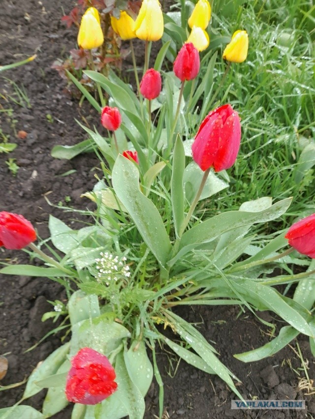 Не дать растаять Снегурчке. Нужна помощь всесильного Япа.