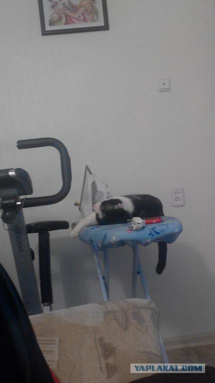 Знакомьтесь - это Персик!