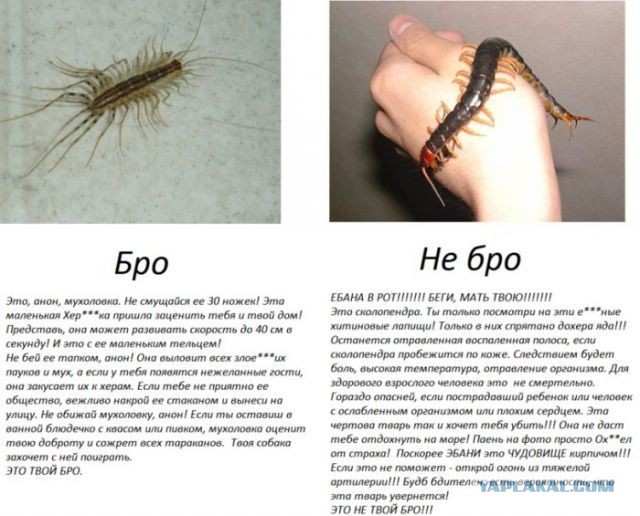 Осторожно пауки и скорпионы!