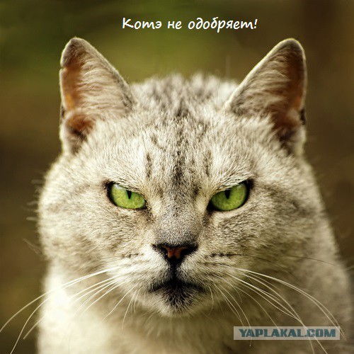Добряки, плюсующие всех подряд