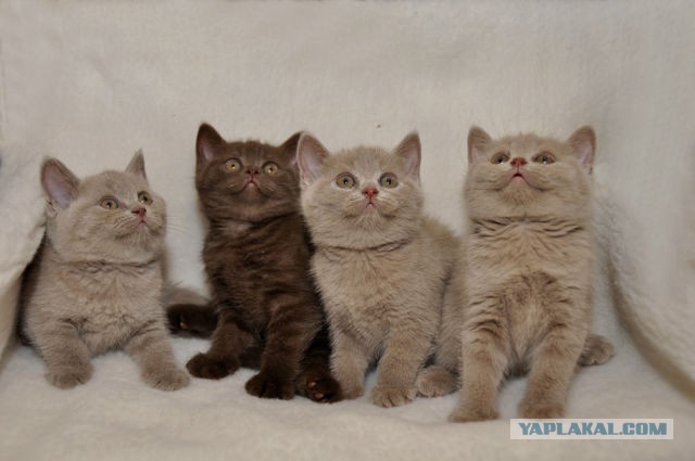 Котовторник 20.01.2015