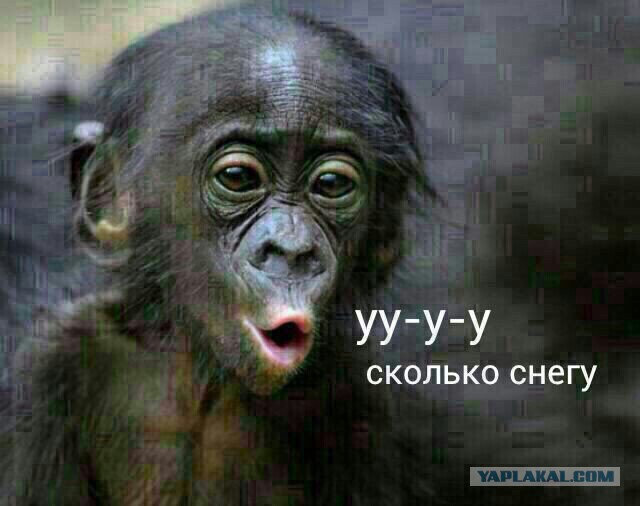 СНЕЖОК Владивосток 04.03.2015
