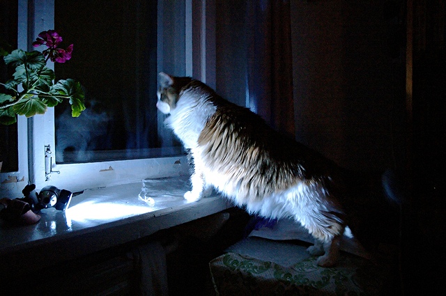 Вот вам тёплая ламповая кошка.
