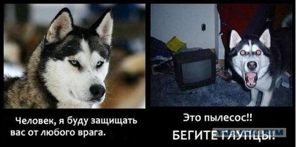 Смешные комментарии 06.04.2015