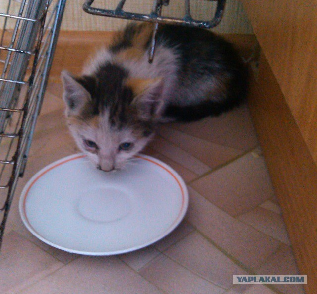 История одной котейки! =)