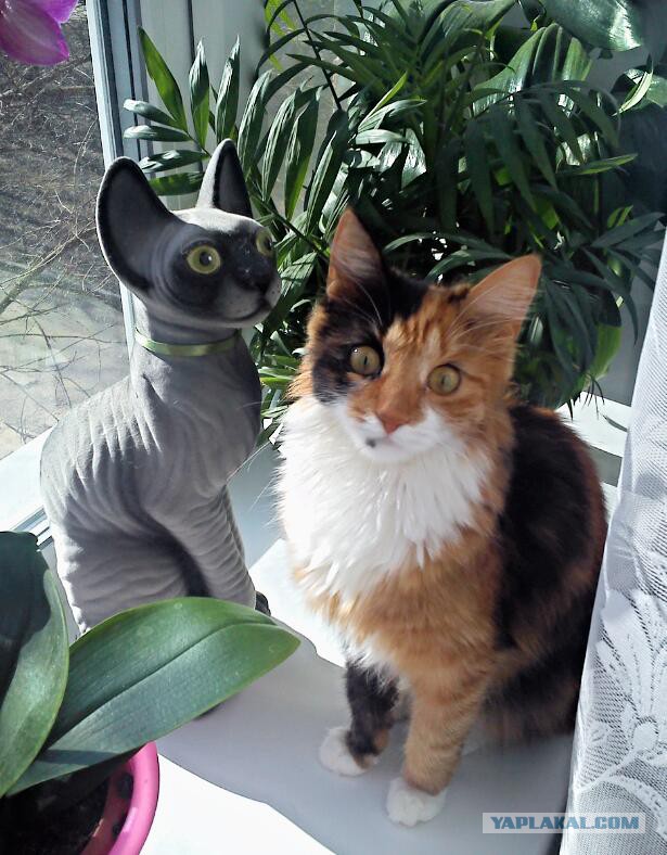 Котовторник